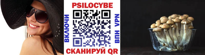хочу   Покровск  Галлюциногенные грибы Cubensis 
